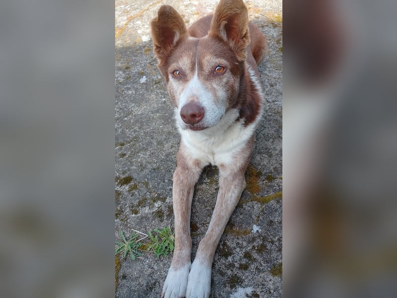 GRETA - ein Herz auf vier Pfoten sucht liebevolle Menschen