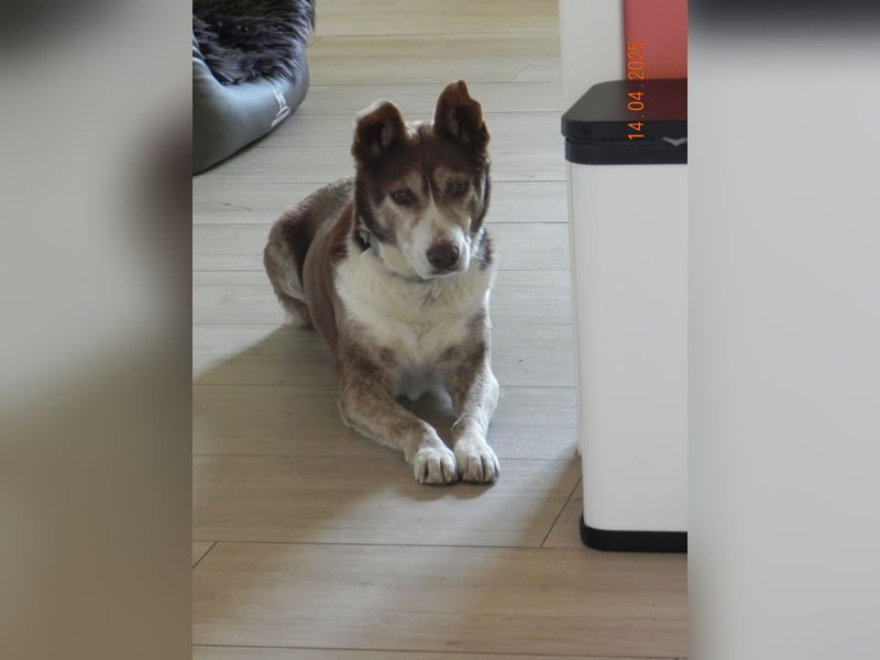 GRETA - ein Herz auf vier Pfoten sucht liebevolle Menschen