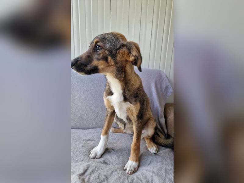 TIZIA ❤️ Eilig! sucht Zuhause oder Pflegestelle