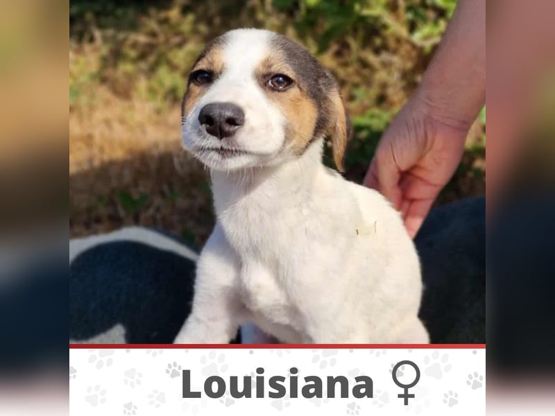 LOUISIANA ❤ EILIG!  sucht Zuhause oder Pflegestelle