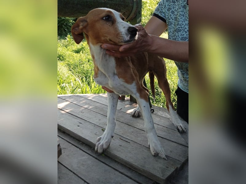 SINDI ❤ sucht Zuhause oder Pflegestelle