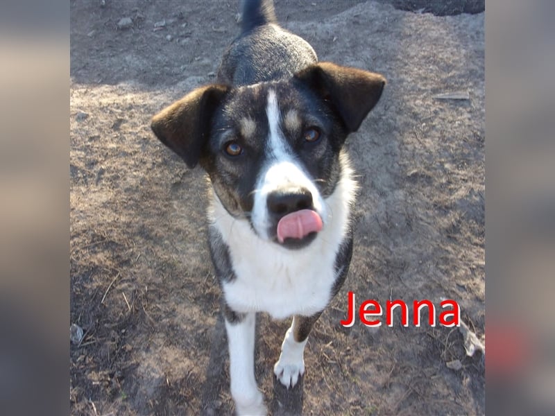 JENNA ❤  sucht Zuhause oder Pflegestelle
