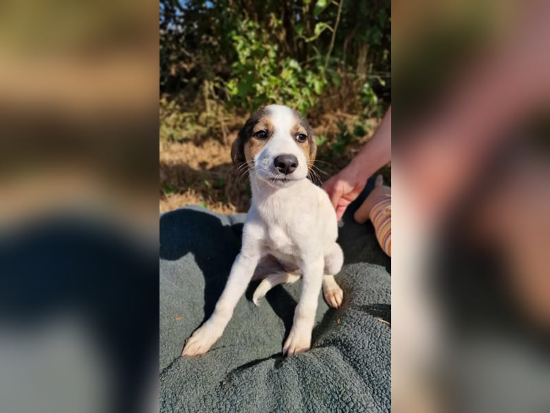 LOUISIANA ❤ EILIG!  sucht Zuhause oder Pflegestelle