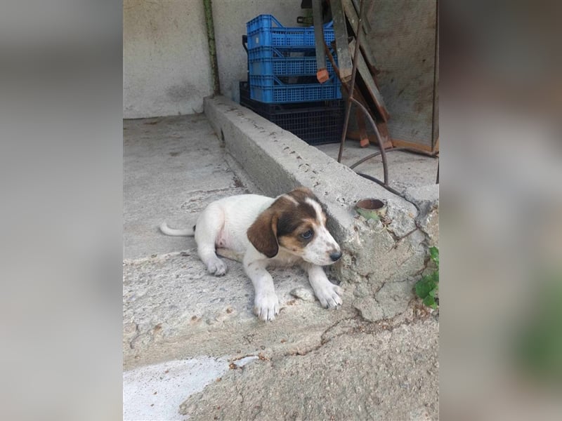 BETTY ❤ Vermittlungshilfe sucht Zuhause