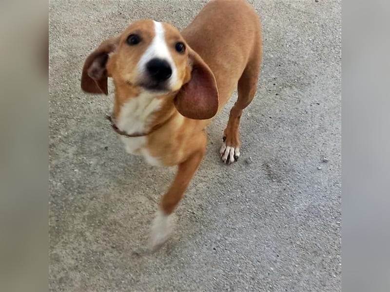RIKICA ❤ sucht Zuhause oder Pflegestelle