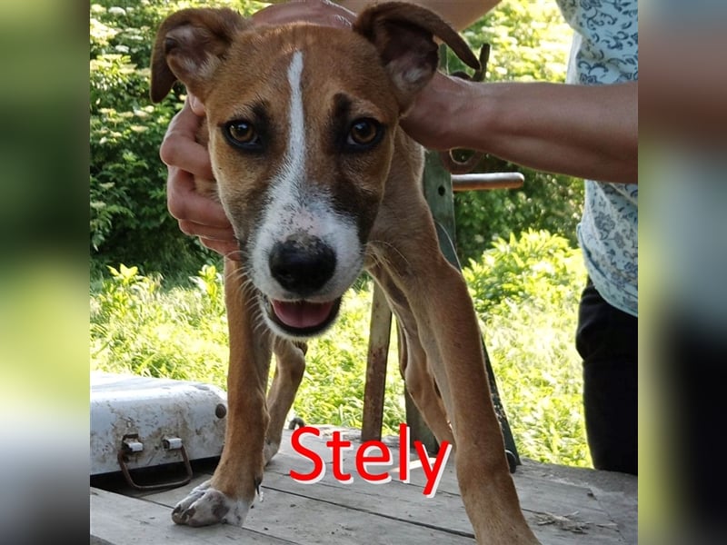 STELY ❤ sucht Zuhause oder Pflegestelle