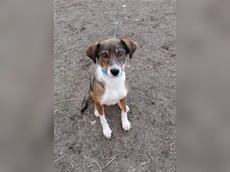 VALENTINA ❤  sucht Zuhause oder Pflegestelle