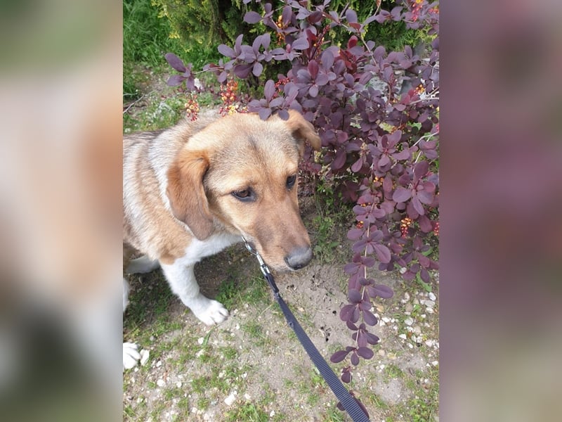 PAPAYA ❤ EILIG sucht Zuhause oder Pflegestelle