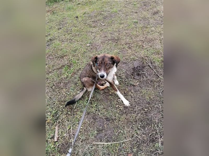 VALENTINA ❤  sucht Zuhause oder Pflegestelle