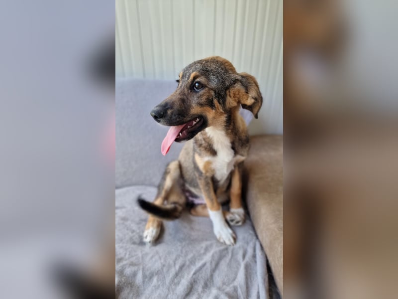 TIZIA ❤️ Eilig! sucht Zuhause oder Pflegestelle