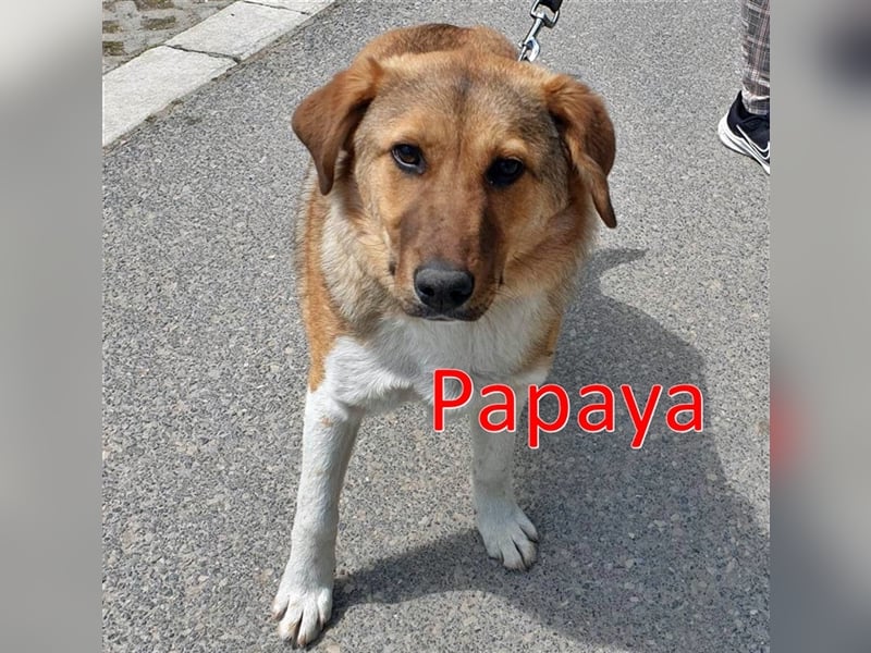 PAPAYA ❤ EILIG sucht Zuhause oder Pflegestelle