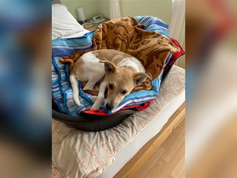 JENNY ❤ (wird mittlerweile „Lilly“ genannt)  wartet in 93413 Cham auf Dich