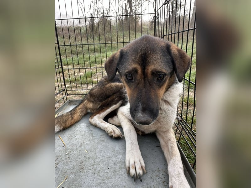 CLARISSA ❤ EILIG! sucht Zuhause oder Pflegestelle