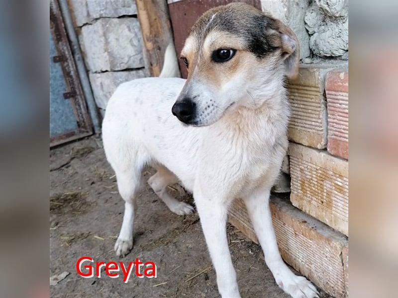 GREYTA ❤  sucht Zuhause oder Pflegestelle