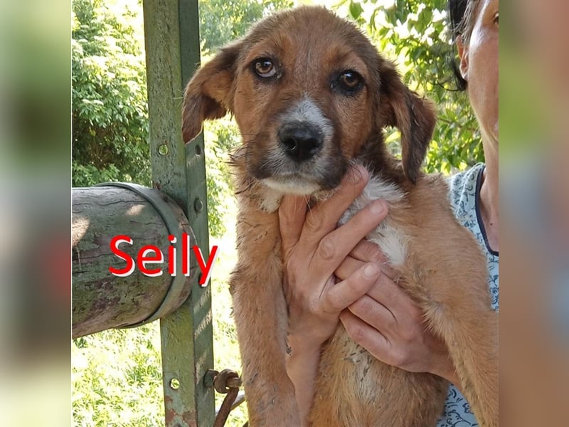 SEILY ❤ sucht Zuhause oder Pflegestelle