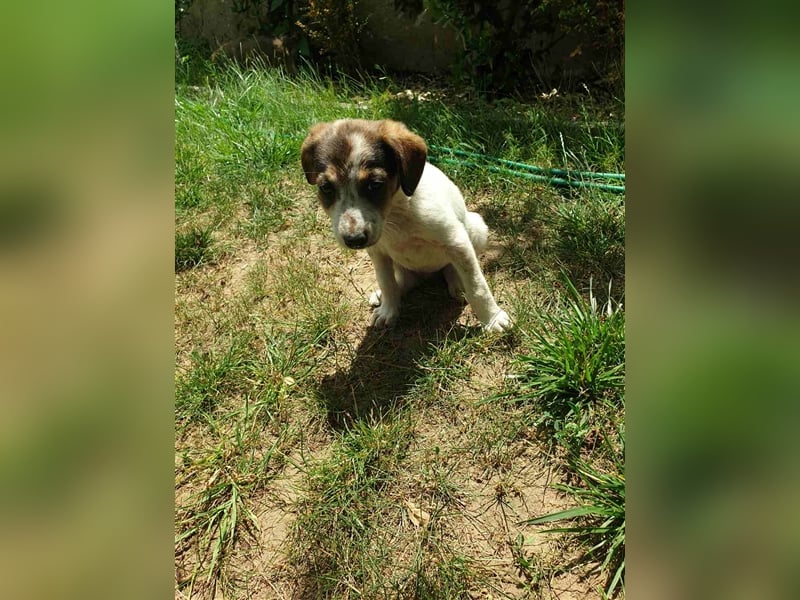BETTY ❤ Vermittlungshilfe sucht Zuhause