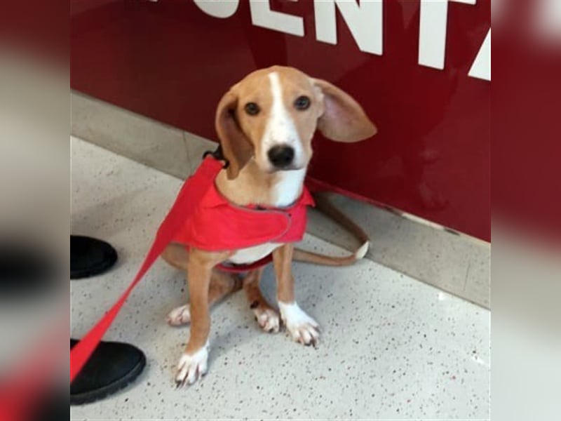 RIKICA ❤ sucht Zuhause oder Pflegestelle