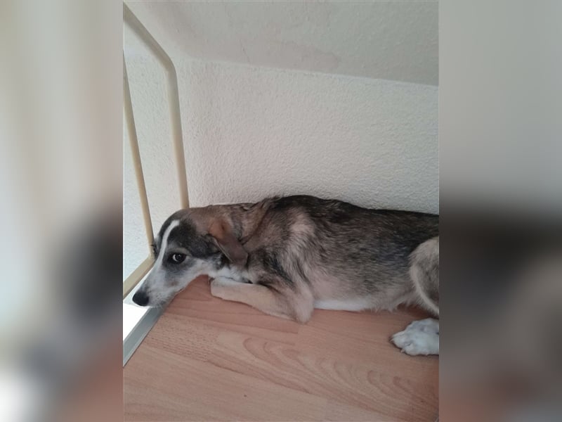 GODIVA ❤  wartet in 72275 Alpirsbach auf Dich