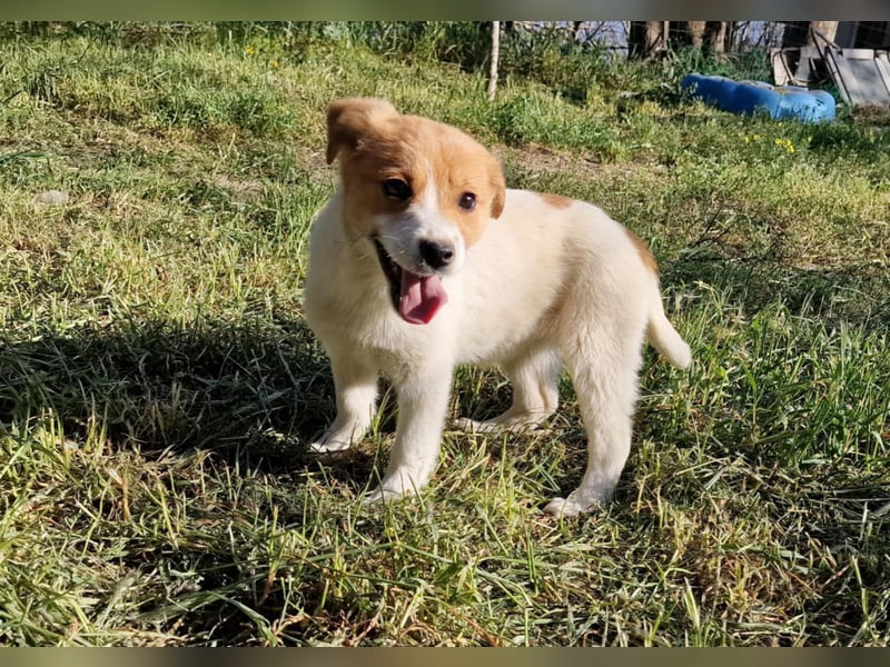 FELIA ❤ EILIG! sucht Zuhause oder Pflegestelle