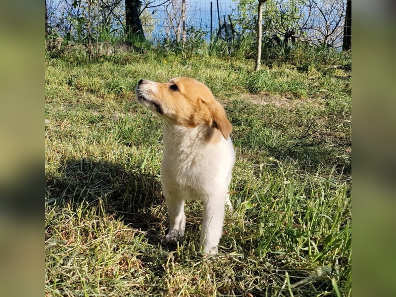 FELIA ❤ EILIG! sucht Zuhause oder Pflegestelle
