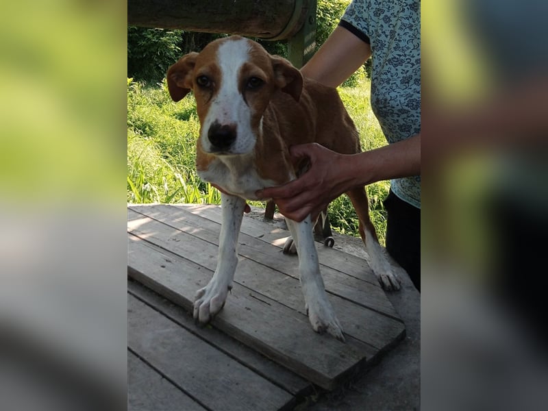 SINDI ❤ sucht Zuhause oder Pflegestelle