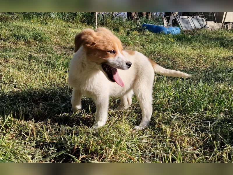 FELIA ❤ EILIG! sucht Zuhause oder Pflegestelle