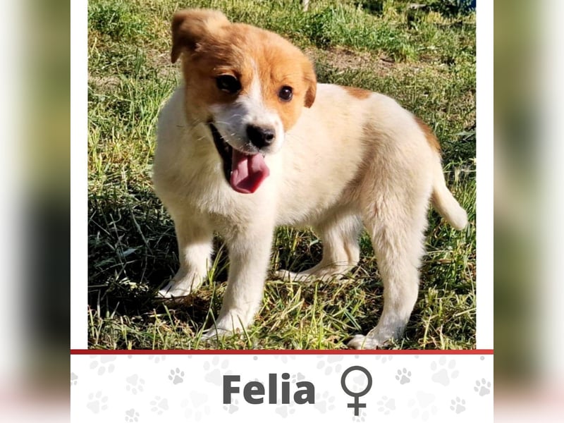 FELIA ❤ EILIG! sucht Zuhause oder Pflegestelle