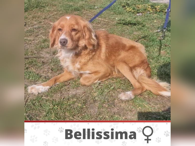 BELLISSIMA ❤  wartet in 52249 Eschweiler auf Dich