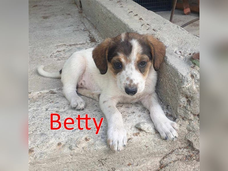 BETTY ❤ Vermittlungshilfe sucht Zuhause