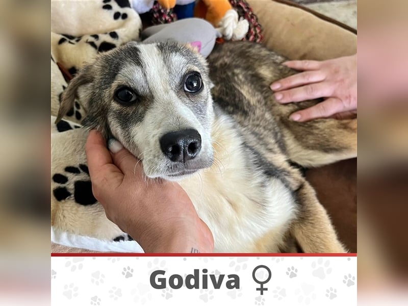 GODIVA ❤  wartet in 72275 Alpirsbach auf Dich