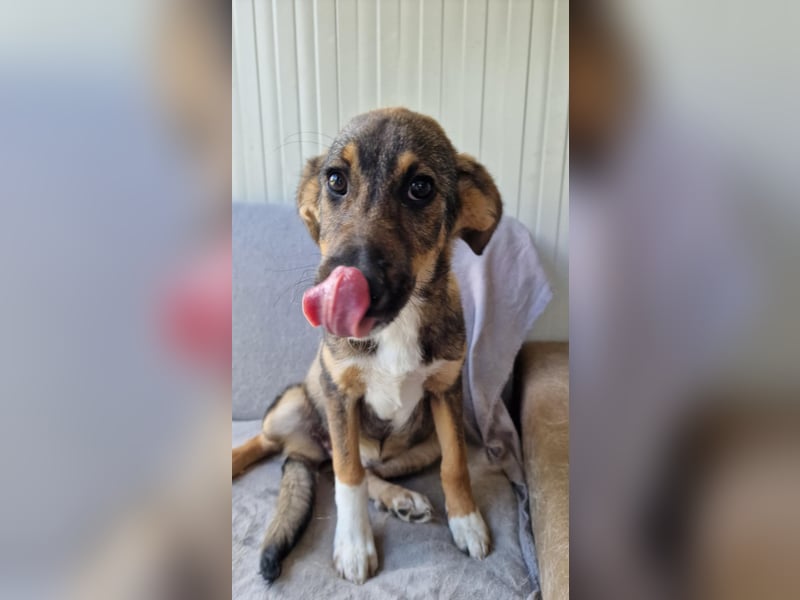 TIZIA ❤️ Eilig! sucht Zuhause oder Pflegestelle