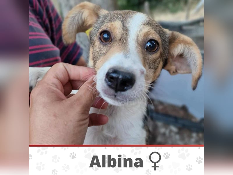ALBINA ❤  wartet in 26676 Barßel auf Dich