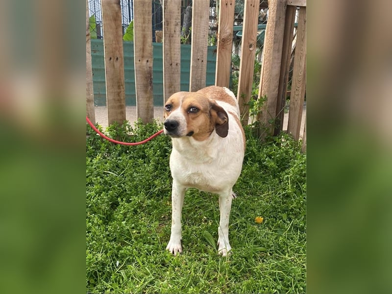 TINA, ca. 2-3 Jahre alt, gut verträglich, lieb, unkompliziert, menschenbezogen