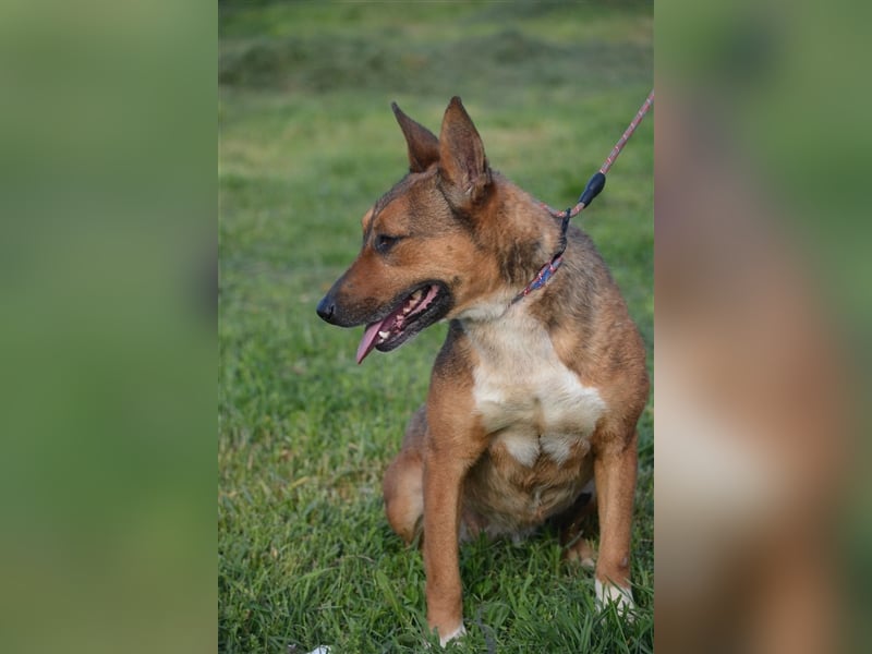 "Zita II", ca. 2019 geboren, sanft, ruhig, lieb, leidet sehr im Zwinger. Liegt lange Spaziergänge