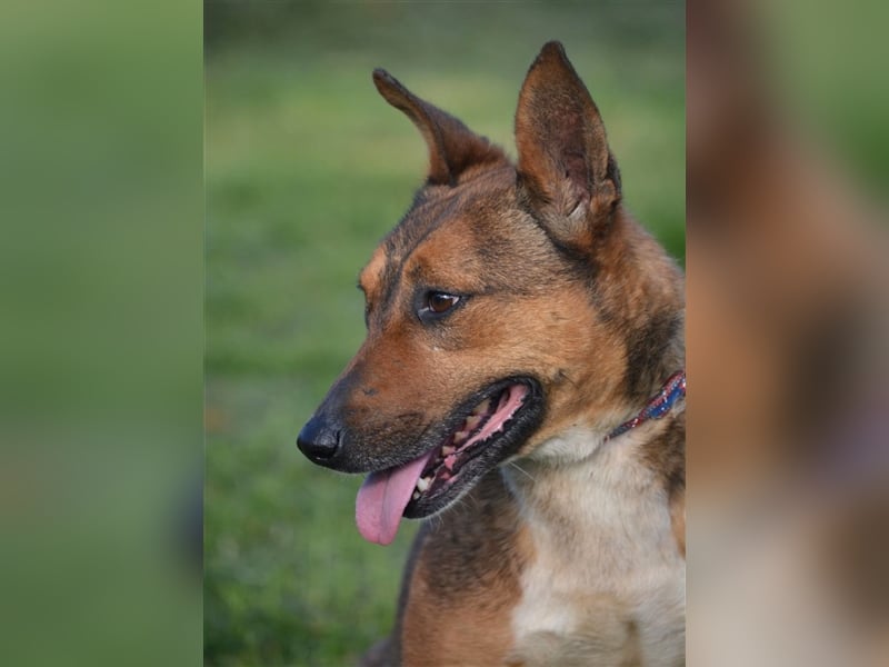 "Zita II", ca. 2019 geboren, sanft, ruhig, lieb, leidet sehr im Zwinger. Liegt lange Spaziergänge
