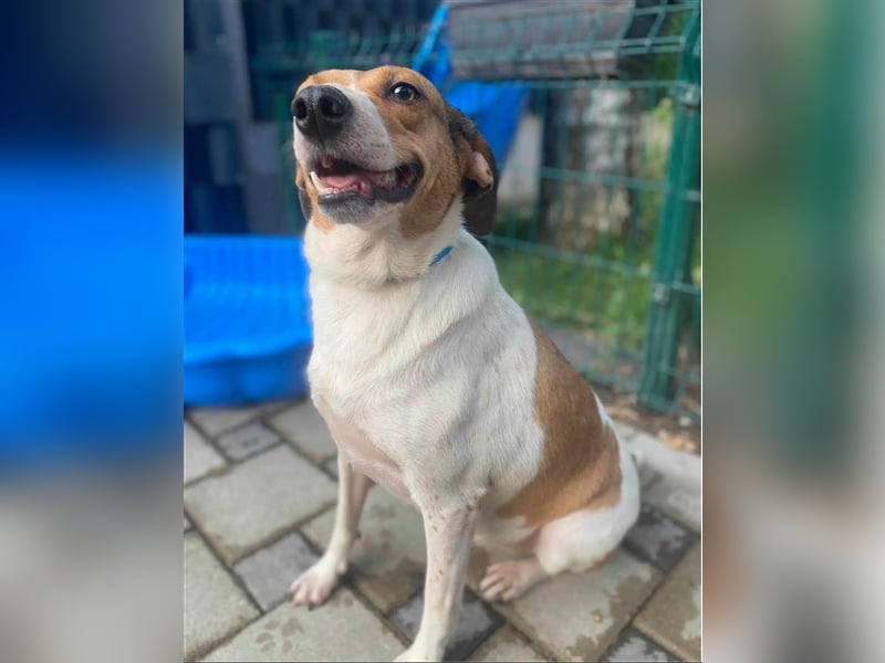 TINA, ca. 2-3 Jahre alt, gut verträglich, lieb, unkompliziert, menschenbezogen