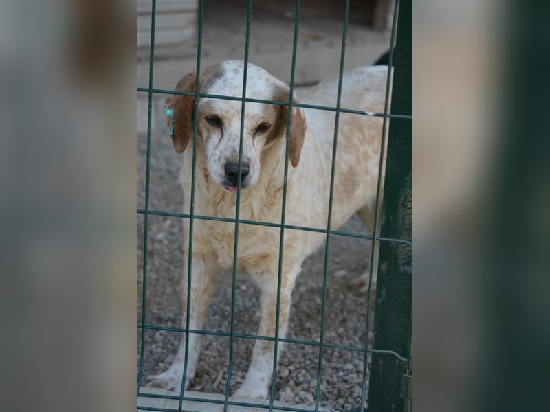 RESERVIERT- „Kara“, kleine Mischlingshündin,  ca. 2021 geboren gut verträglich