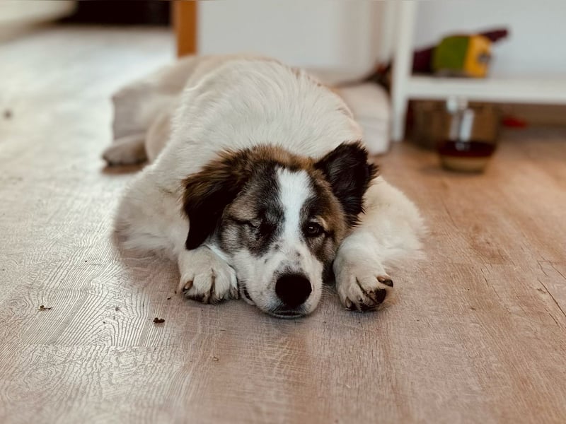 CICI sucht ein Zuhause