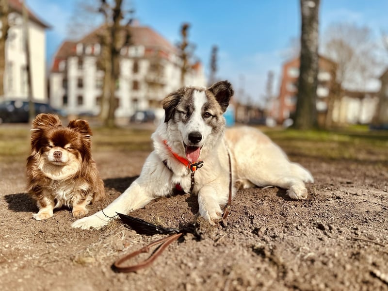CICI sucht ein Zuhause