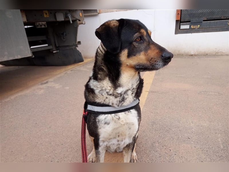 Juanita - Hündin in Spanien
