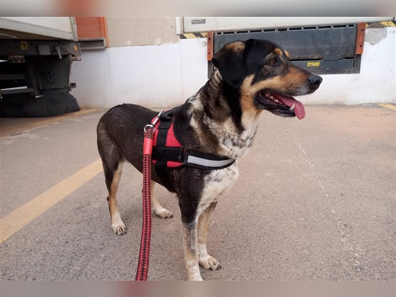 Juanita - Hündin in Spanien