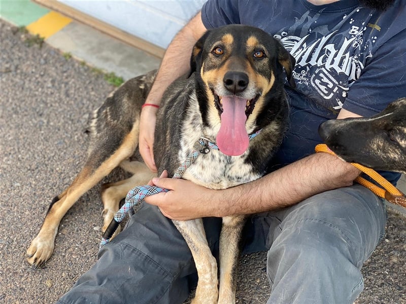 Juanita - Hündin in Spanien