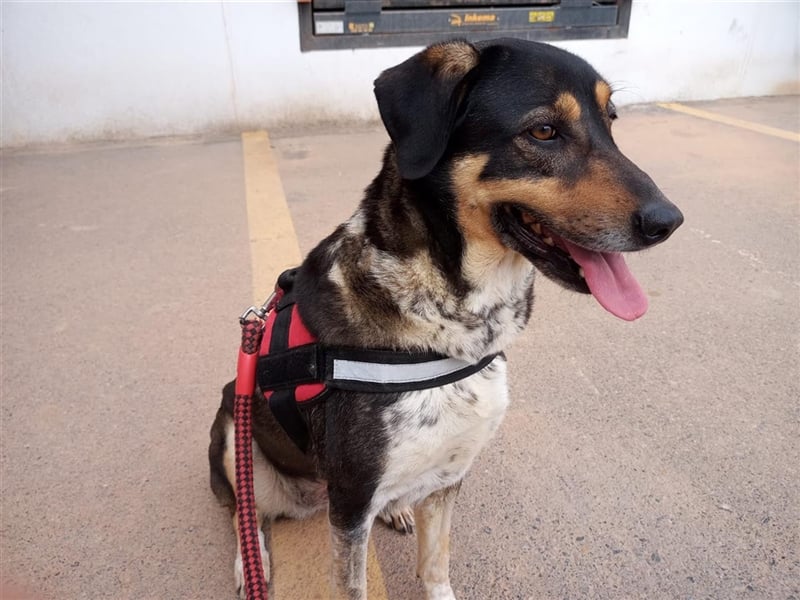 Juanita - Hündin in Spanien