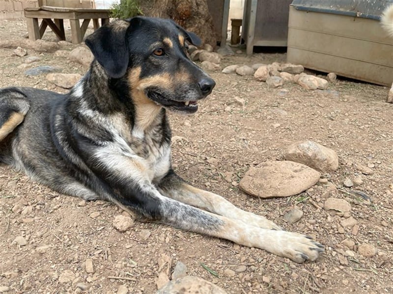 Juanita - Hündin in Spanien