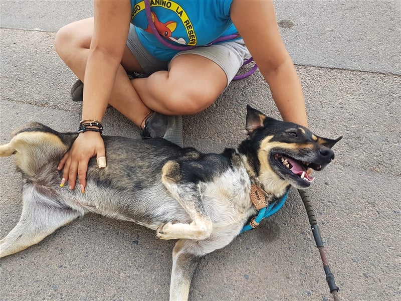 Juanita - Hündin in Spanien