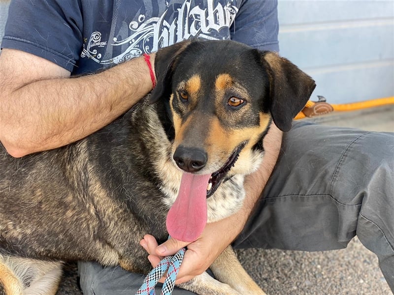 Juanita - Hündin in Spanien