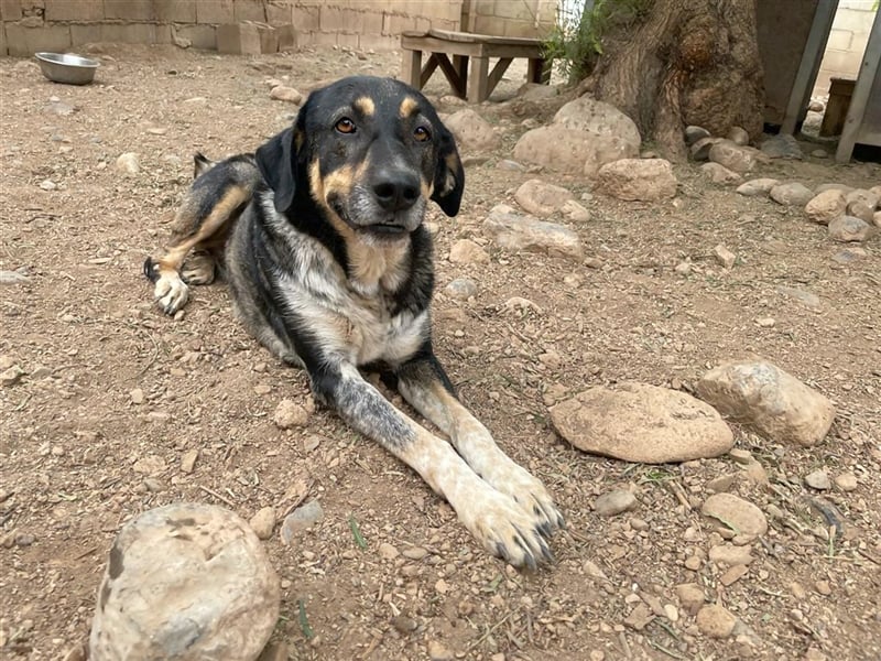 Juanita - Hündin in Spanien