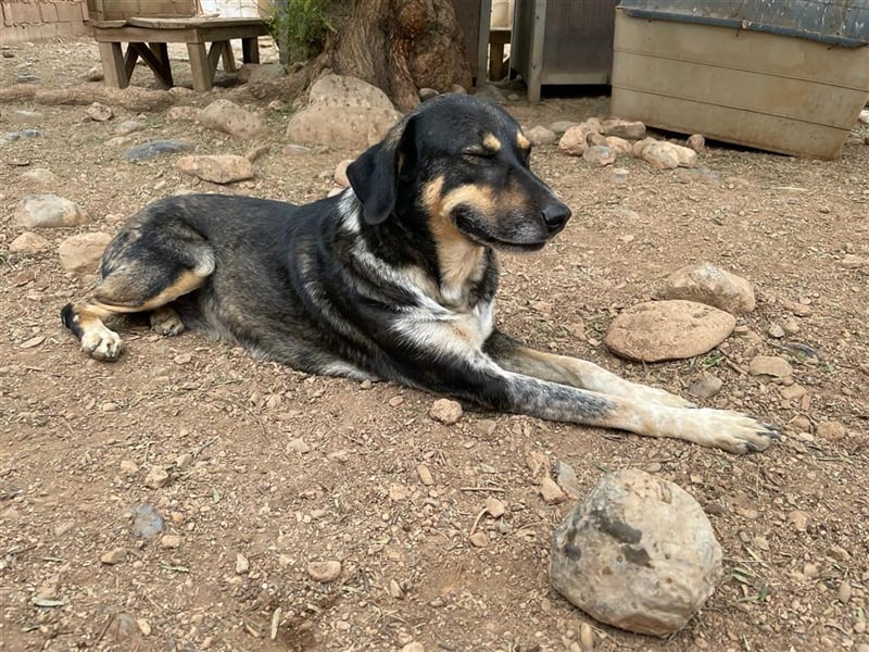 Juanita - Hündin in Spanien