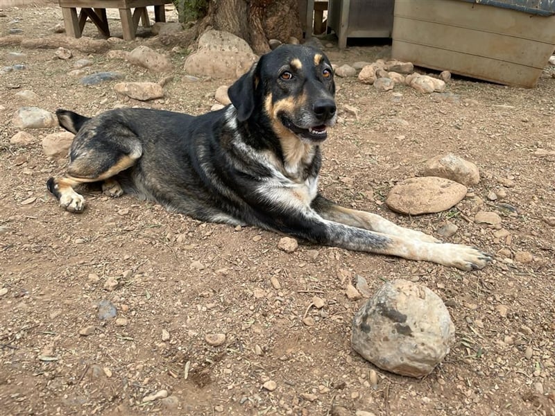 Juanita - Hündin in Spanien