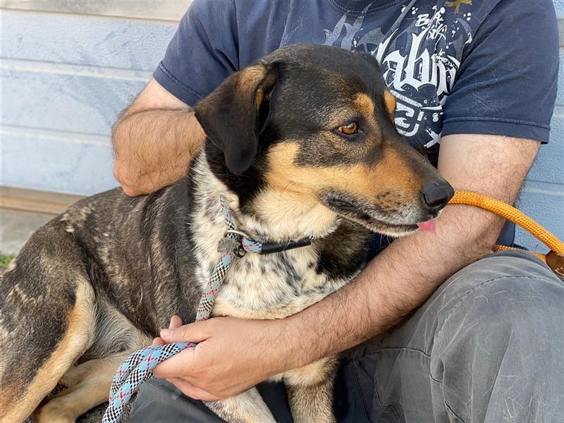 Juanita - Hündin in Spanien